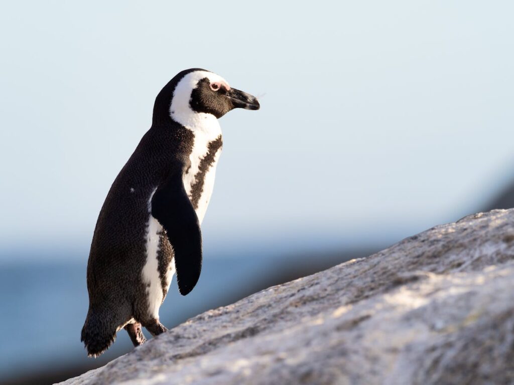 Ni un respir. De pingüins màrtirs i altres perversions ideològiques.